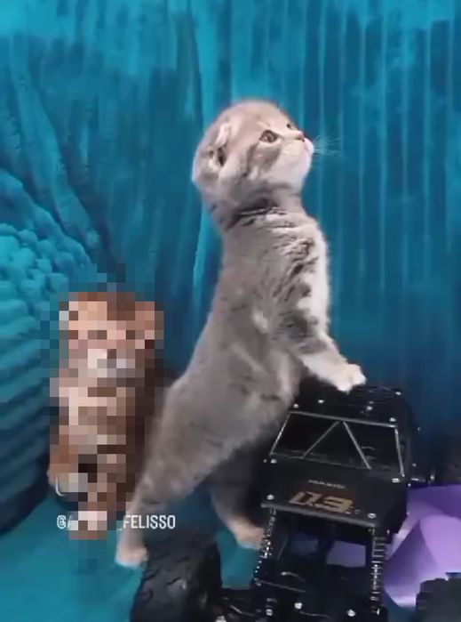 Милашечка продается