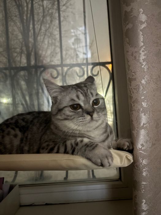 Отдам кота, домашний