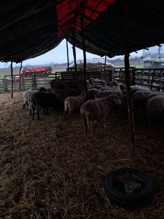 Vand oi cu miei si fara miei