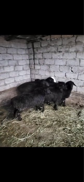 Кой бар! Сойып беремыз! Адрес Куртаев!