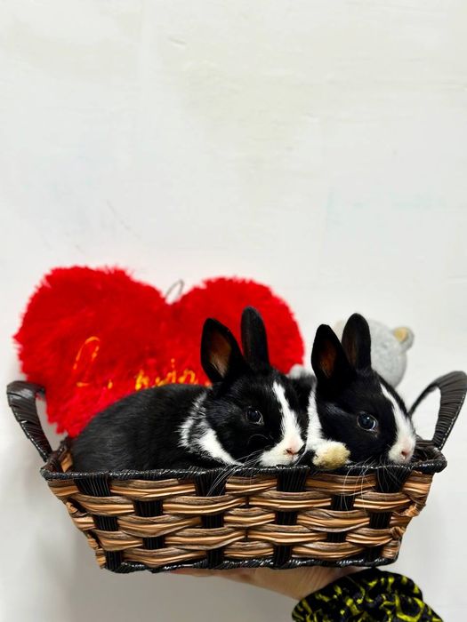 Karlik o'smaydigan quyonchalar