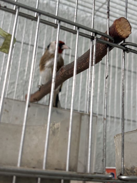 Kokil qushlar sotiladi 3 ta srochno tel qilila