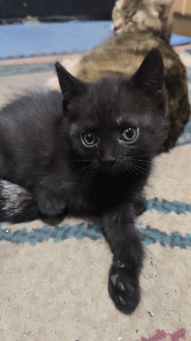 Отдам котенка бесплатно