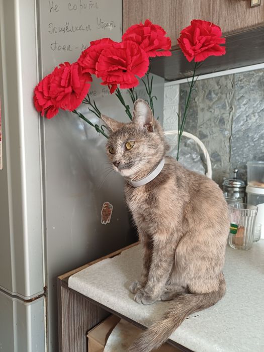 Потерялась кошка