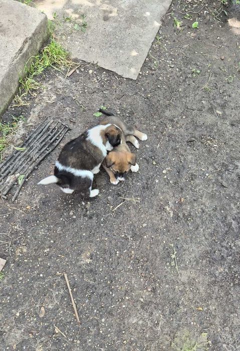 Dăruiesc spre adopție 3 pui grași și sănătoși