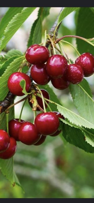 Firma autorizata Livram;Plantam Nuci Chandler Carpatica.Visin.Cires