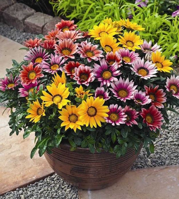 Цветя от производители