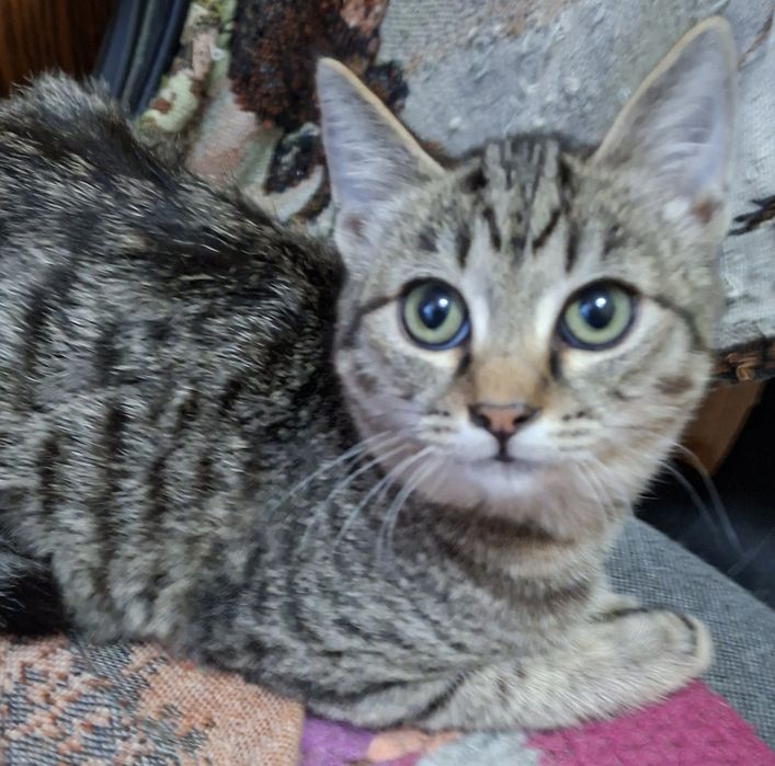 Отдаём бесплатно котика