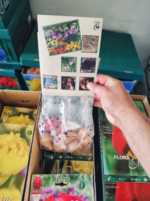 Луковичные растения Сортовые