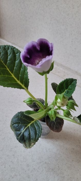 Продам глоксинью