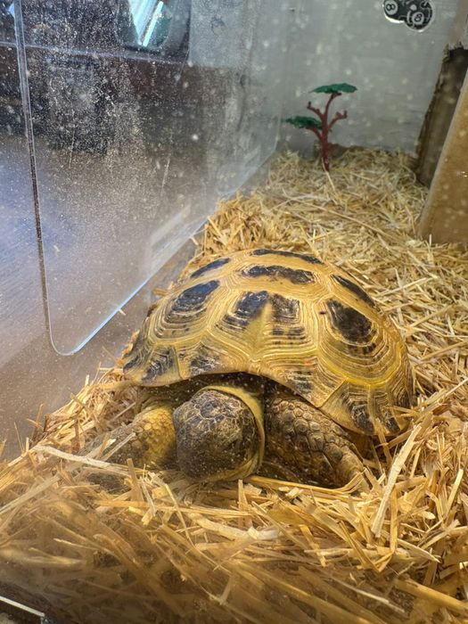 Черепаха сухопутная