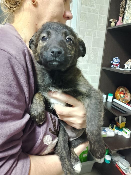 Отдам щенят в добрые руки