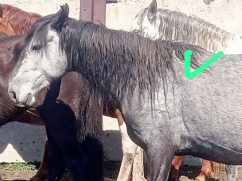 Продам кабыл с жеребцами