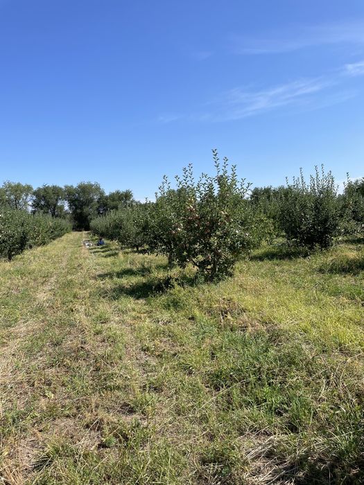 Яблоневый сад