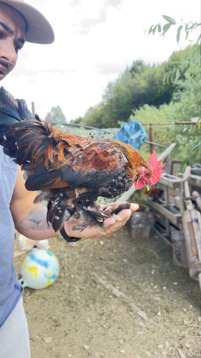 Mii de flori , cocoși !