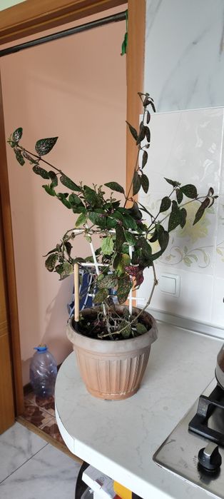 Цветы домашние с подоконника