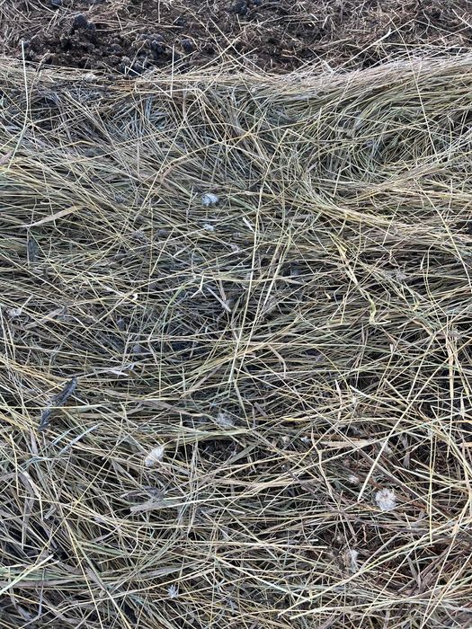 Сено.450 с.Каратал