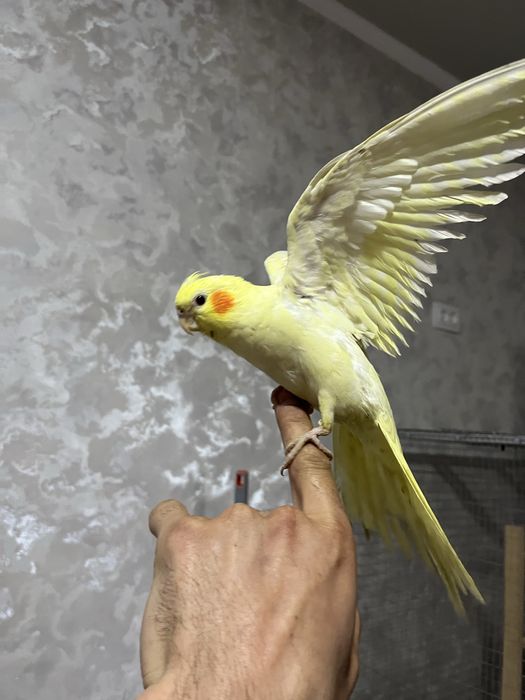 Ручной домашний попугай