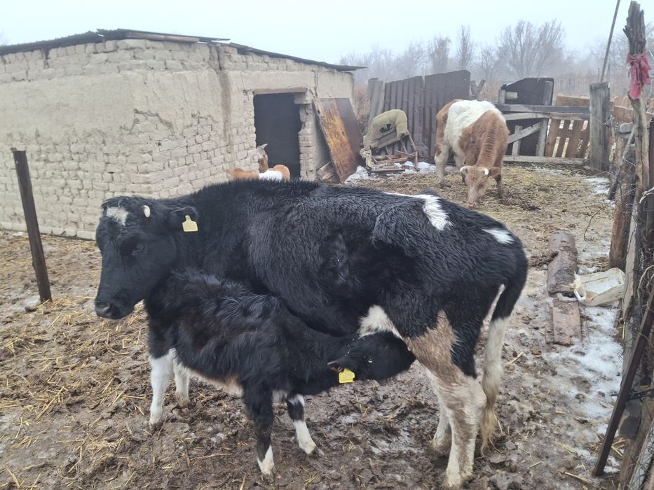 Бұзаулы сиыр 4 тума