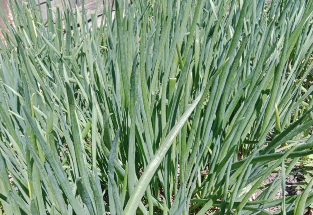 Рассада лука домашнего