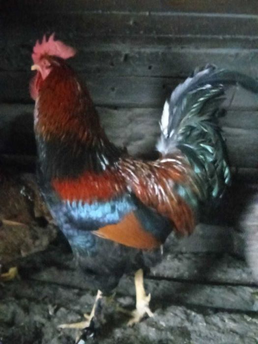 Продам петухов на племя