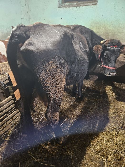 Vaca gestanta cu lapte