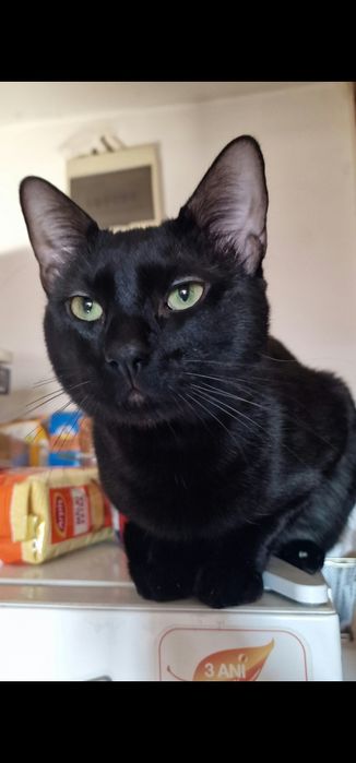 Pisica spre adopție!