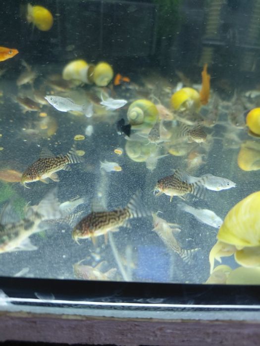 Продам коридорасов