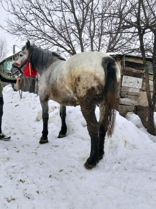 Vând mânză grea blândă trage bine garantată preț 3 mii de euro negocia