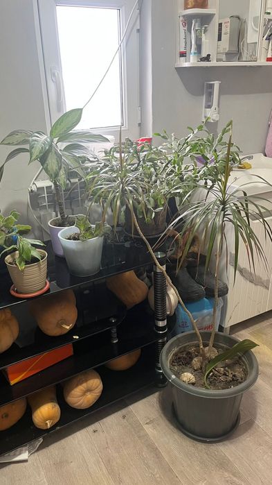 Продам цветы с приставкой