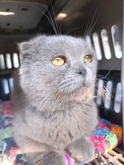 Scottish fold toza parodiyasi