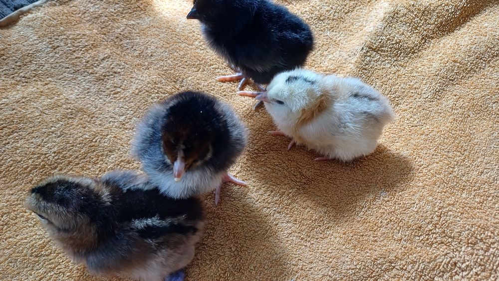 Продам цыплят несушки