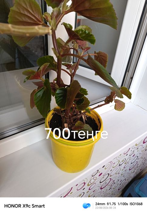 Продам комнатные растения
