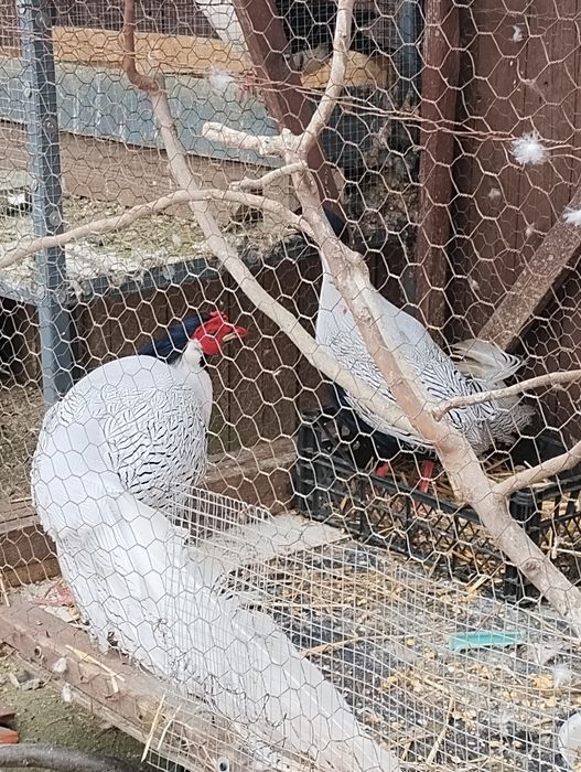 Vând  fazani argintii