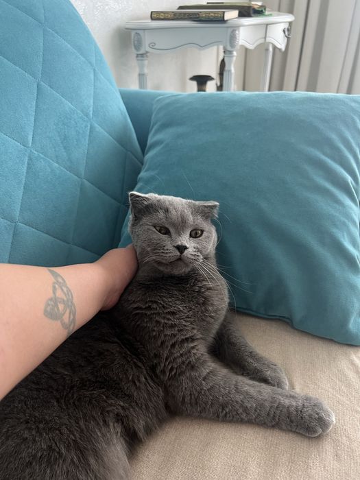 Отдам британского кота в добрые руки