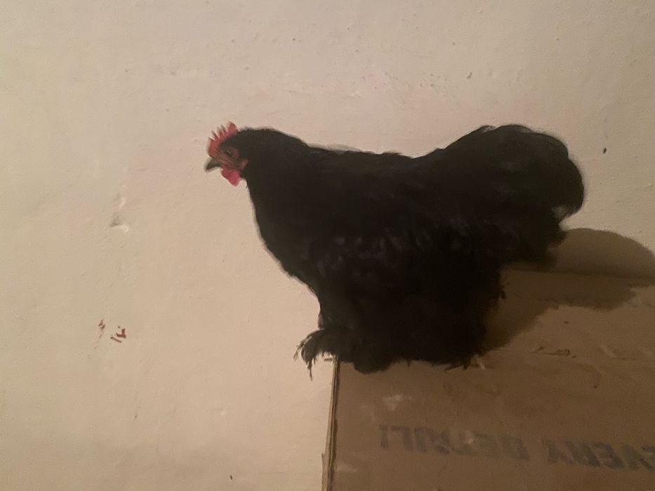 карликовые кохинхины