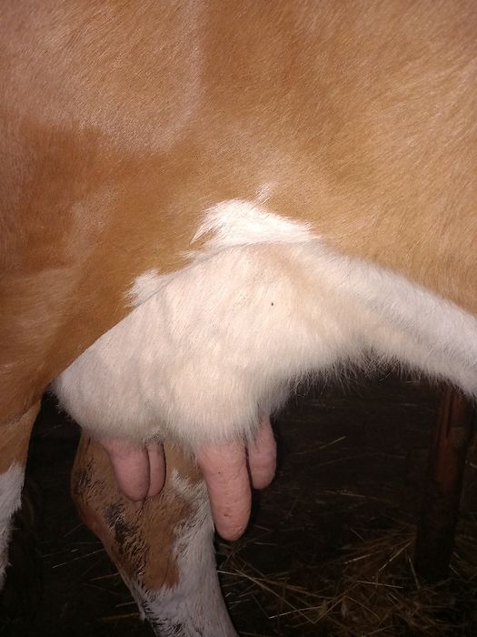 Vaca de vânzare gestantă