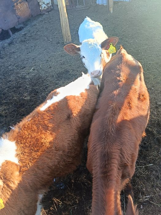 Продаются телята. 2 девочки и бычок. По 4 месяца.