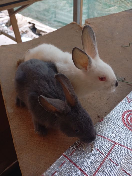 Quyon bolalar sotiladi