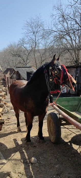 Vînd iapă de 3 ani sau schimb