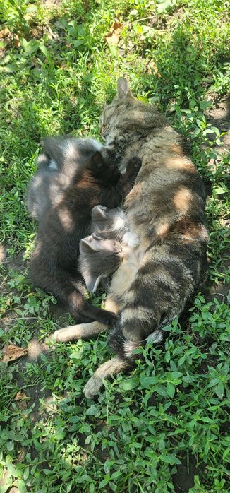 Котята в добрые руки.