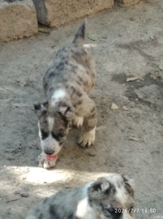 Щенки Алабаи 2 месяца