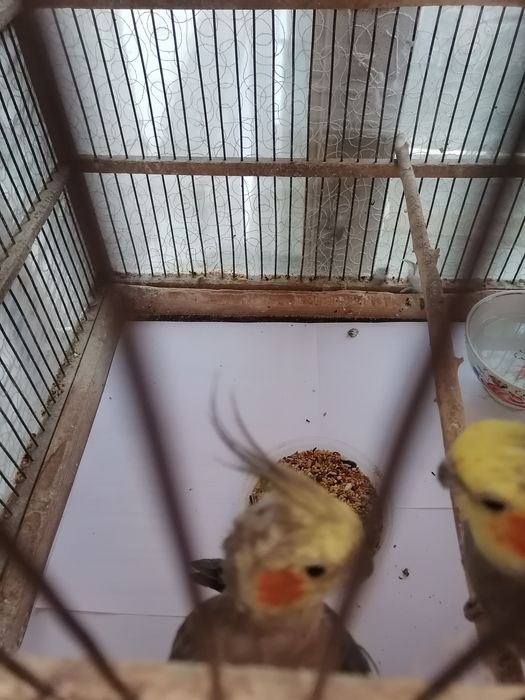 Продам попугаев карэлла самец и самка