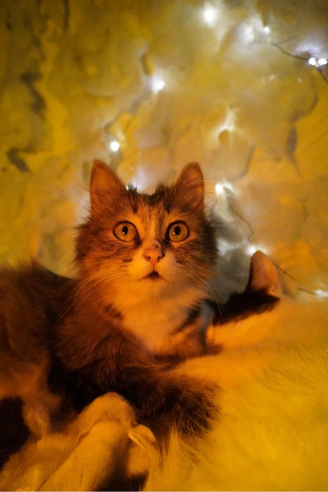 Кошка в добрые руки