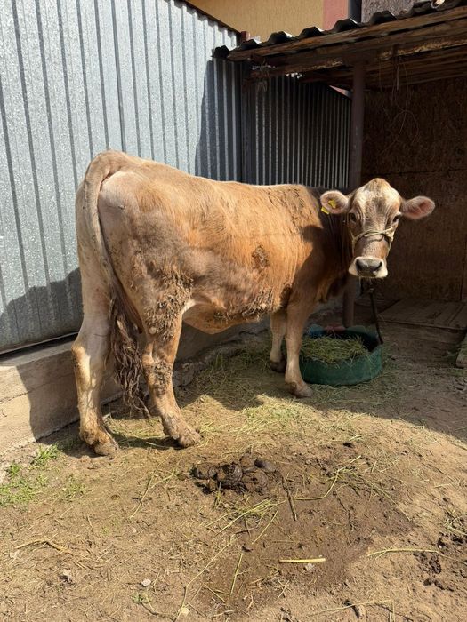 Бузаулы сыйр сатылады