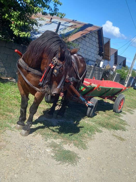 Vând iapa  în vârstă de 9 anii foarte bună