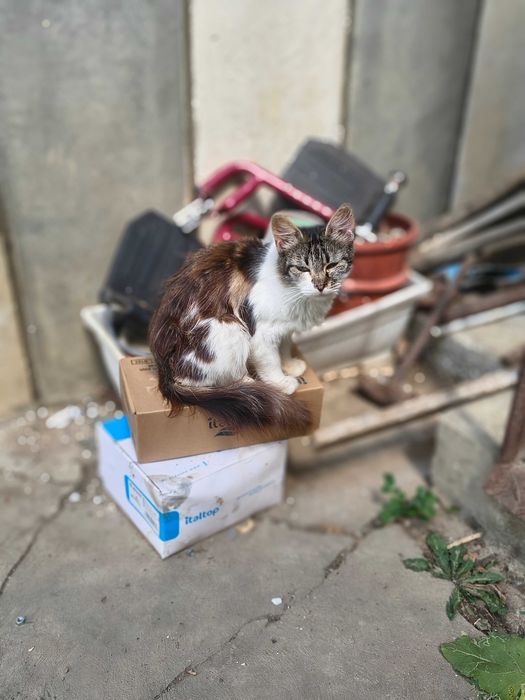 Adopție animale