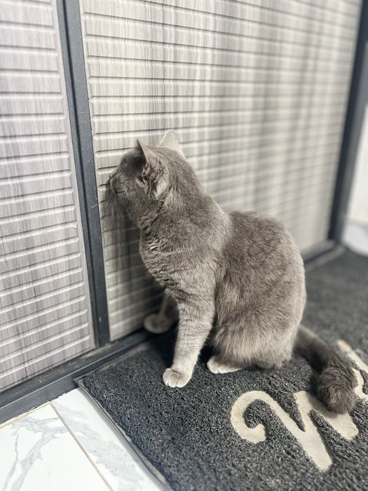 Britanskiy yoshi 2 da oʻgʻil bola