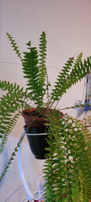 Цветы комнатные, разные