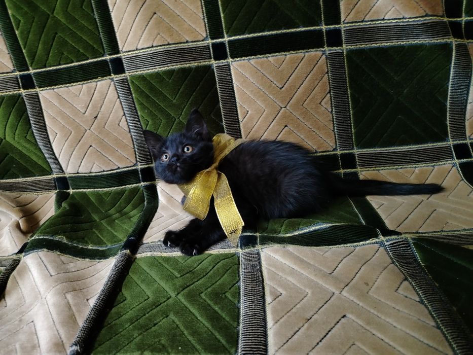 Котенок в хорошие руки!